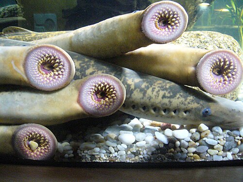 sea lamprey